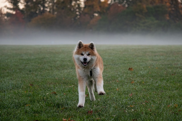 akita inu